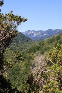 Clay Ridge and Remutaka Forest