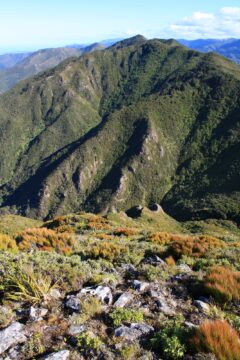 Mt Climie Remutaka Range