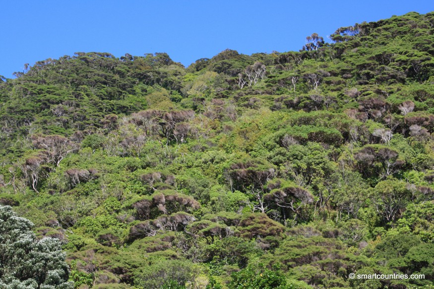 Rainforest on Kapiti Island