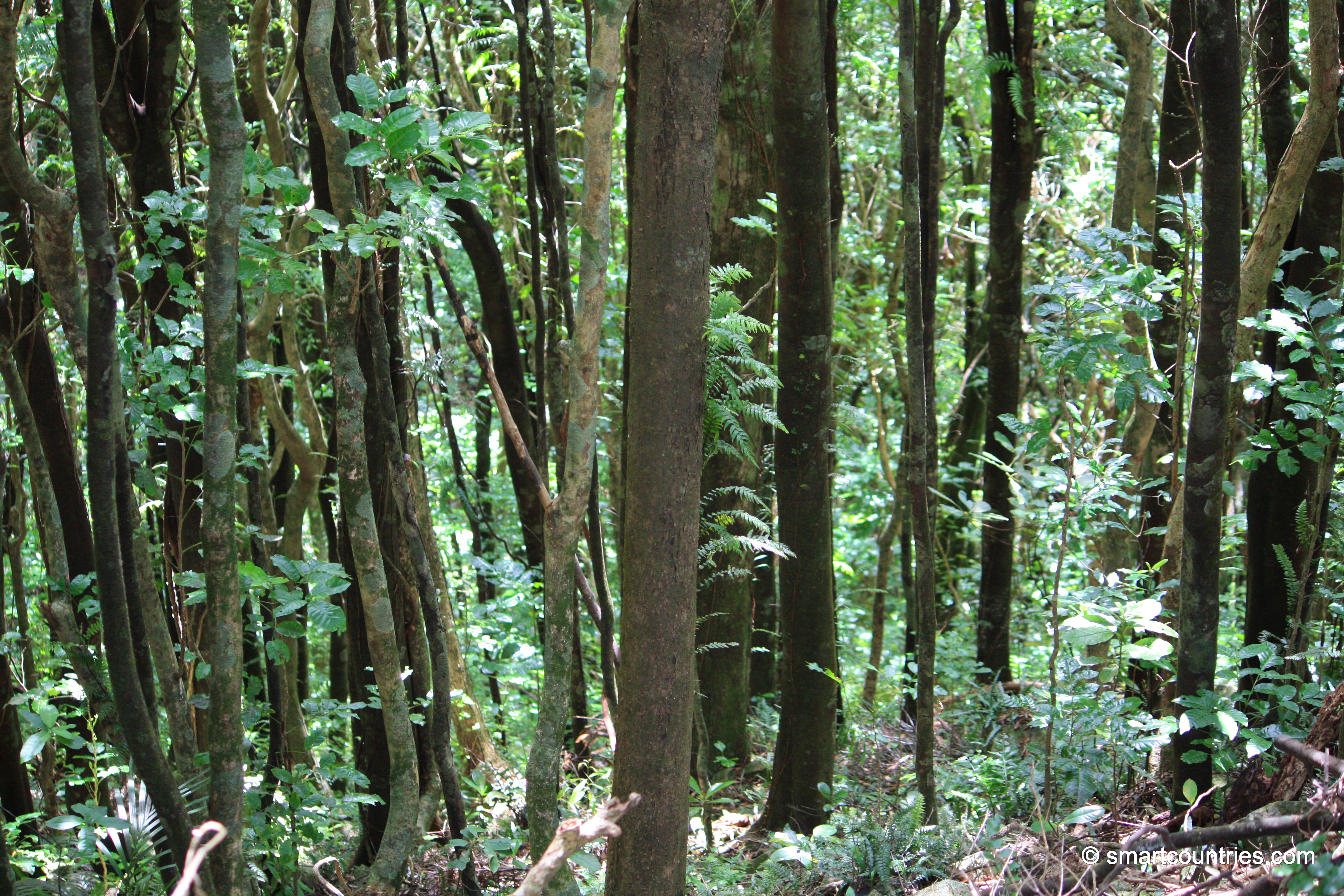 Kapiti Forest