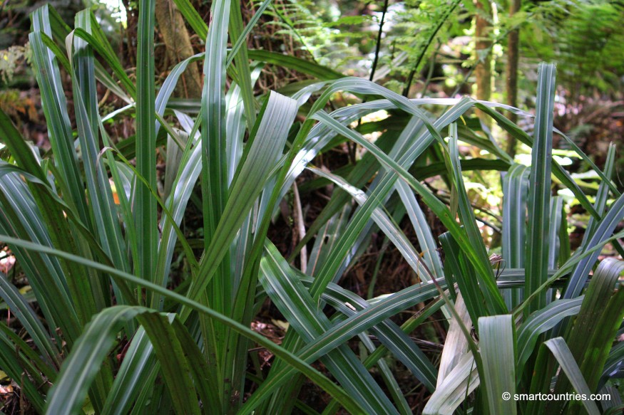 New Zealand Flax Species