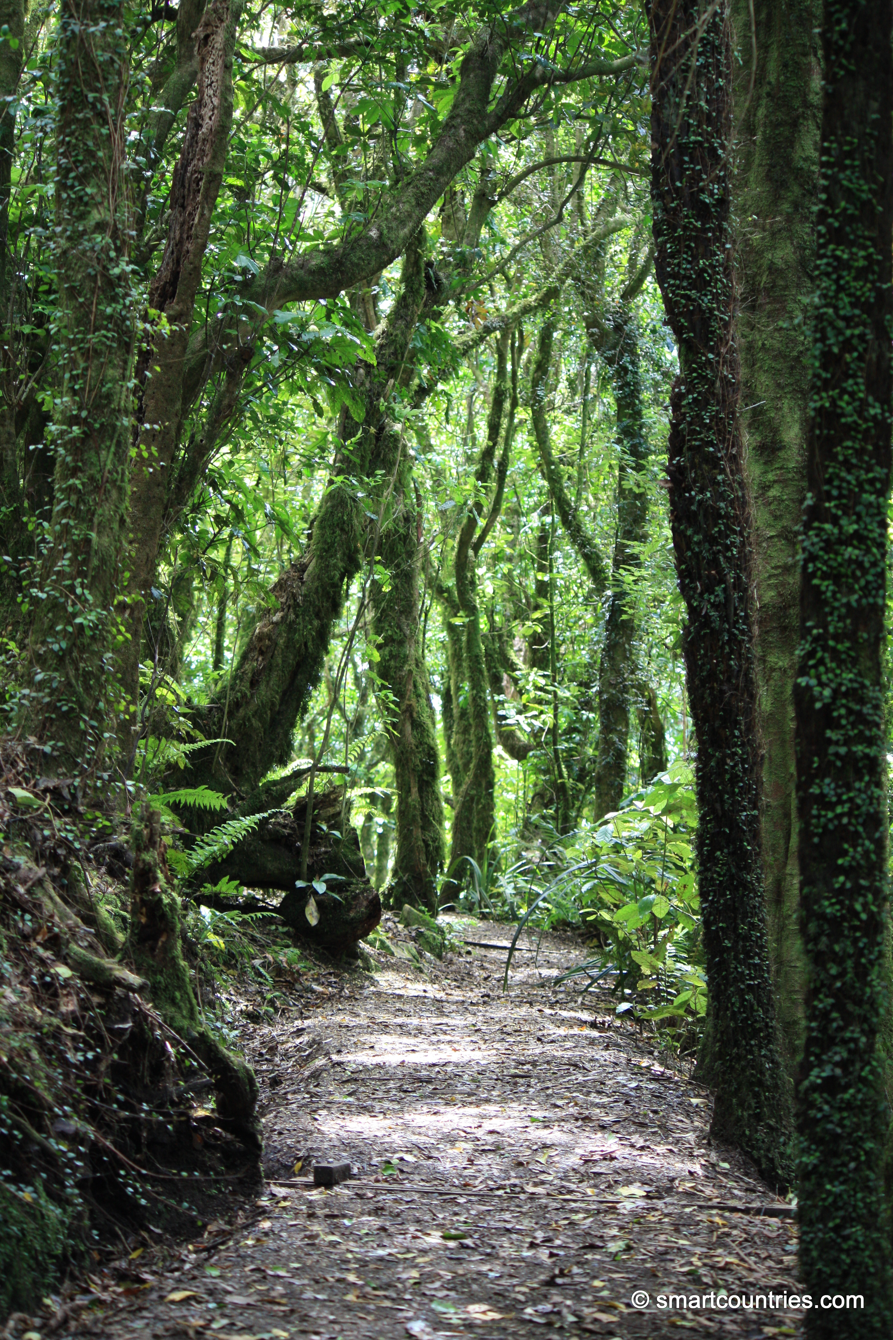 Kapiti Rainforest