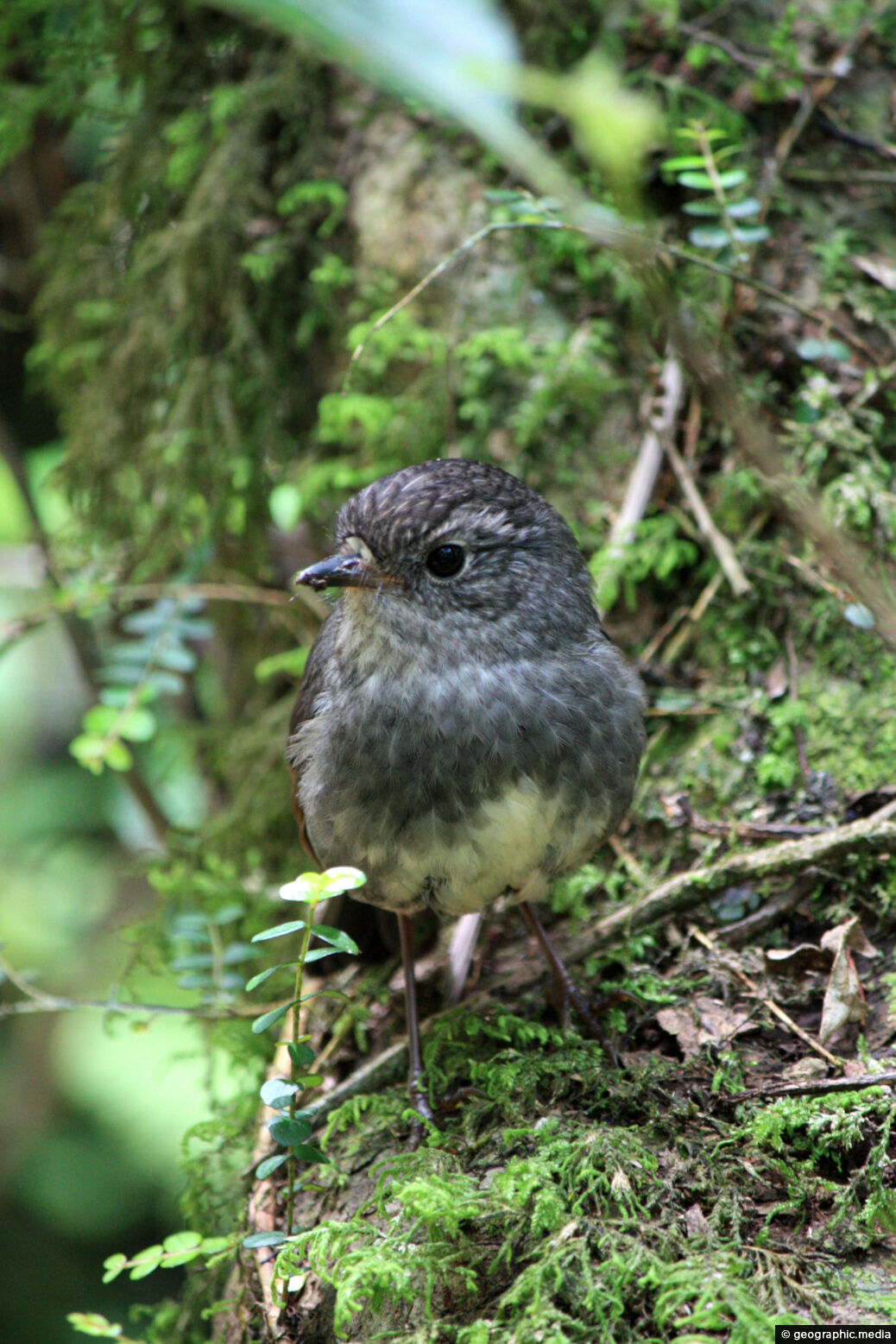 New Zealand Robin / Toutouwai