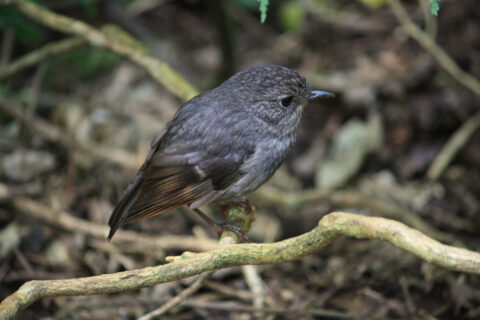 The North Island Robin of New Zealand