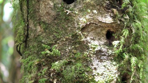 Holes In Tree