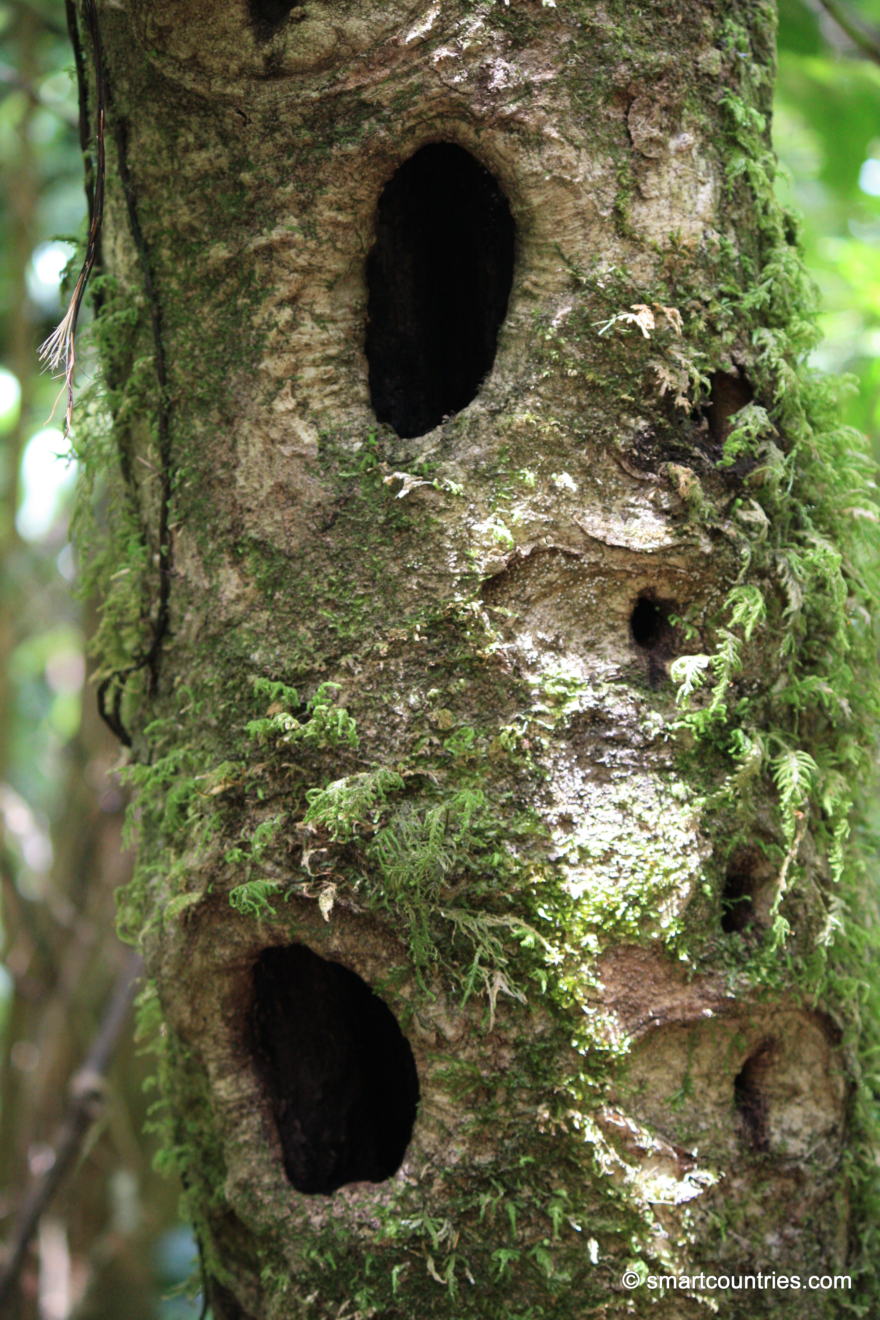 Holes In Tree