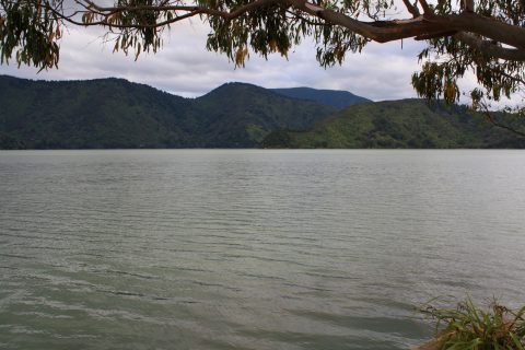 Pelorus Sound