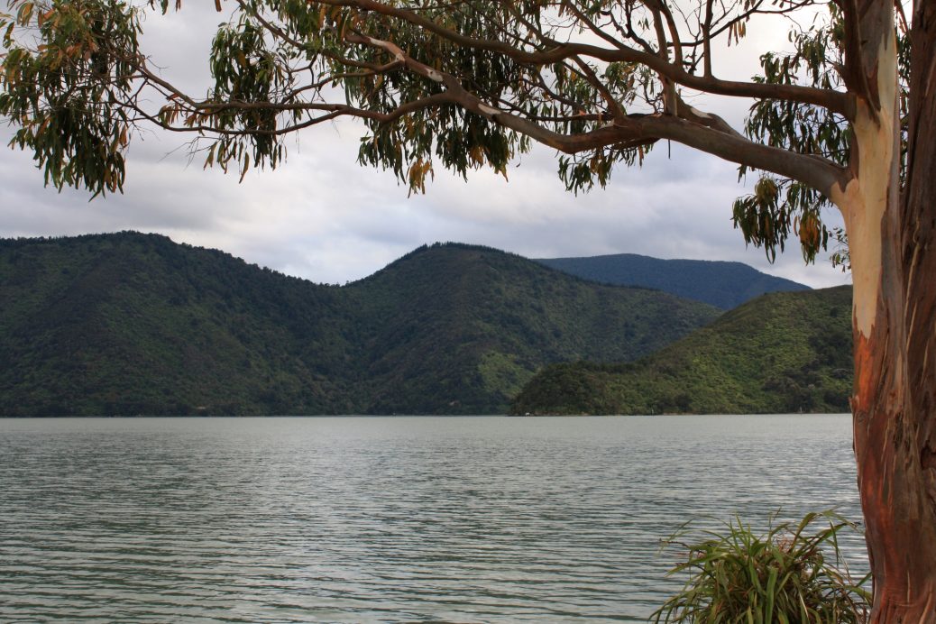 Pelorus Sound Marlborough Sounds