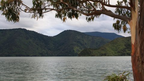 Pelorus Sound Marlborough Sounds