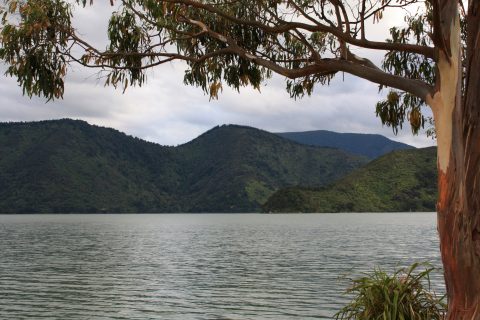 Pelorus Sound Marlborough Sounds