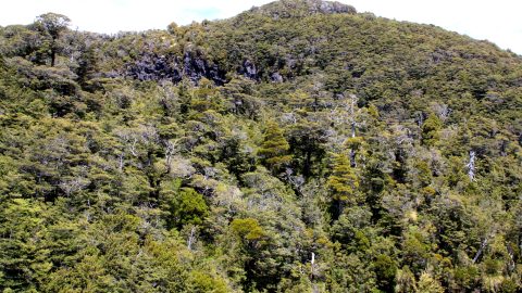 Beech Forest Mount Ruapehu