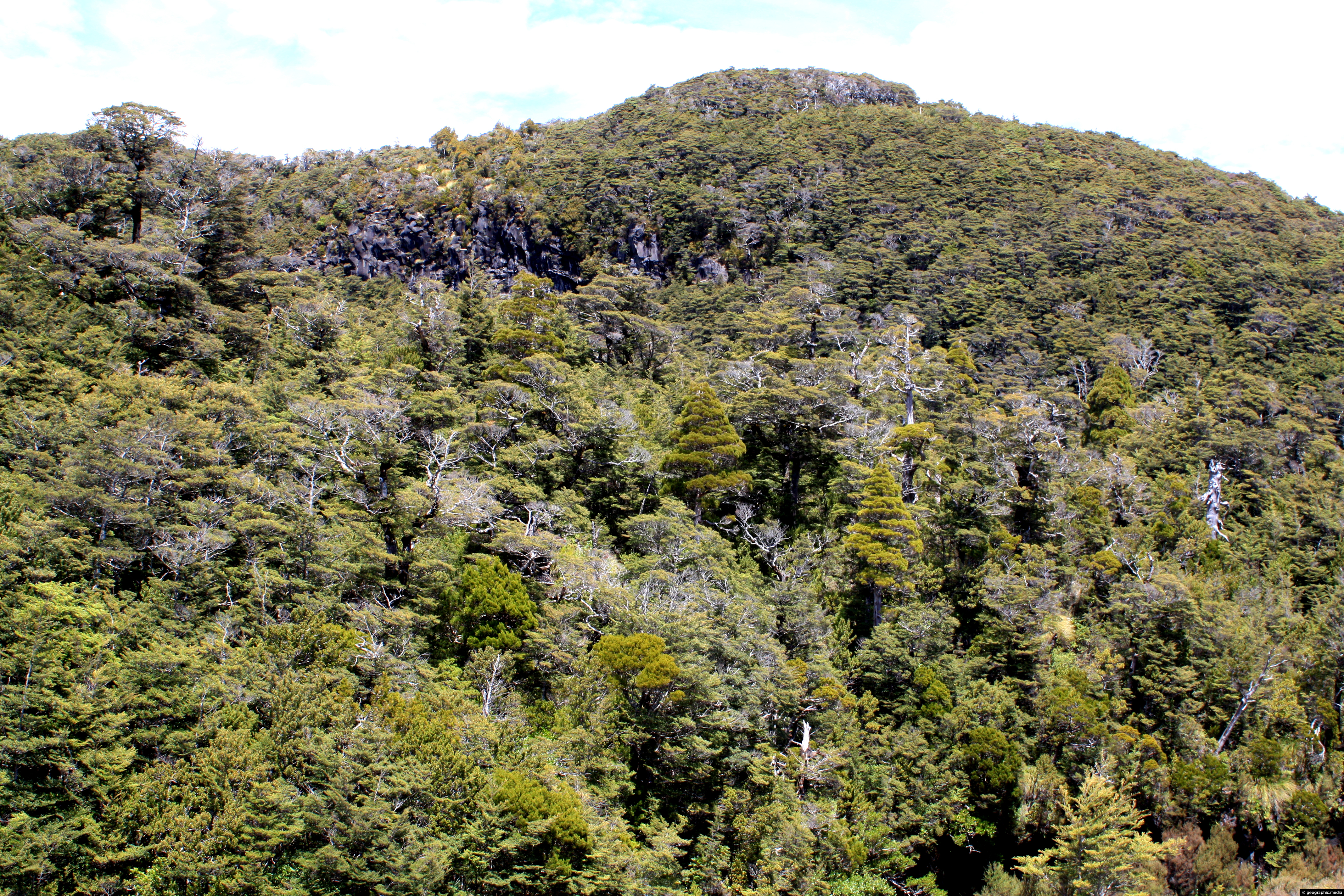 Beech Forest Mount Ruapehu