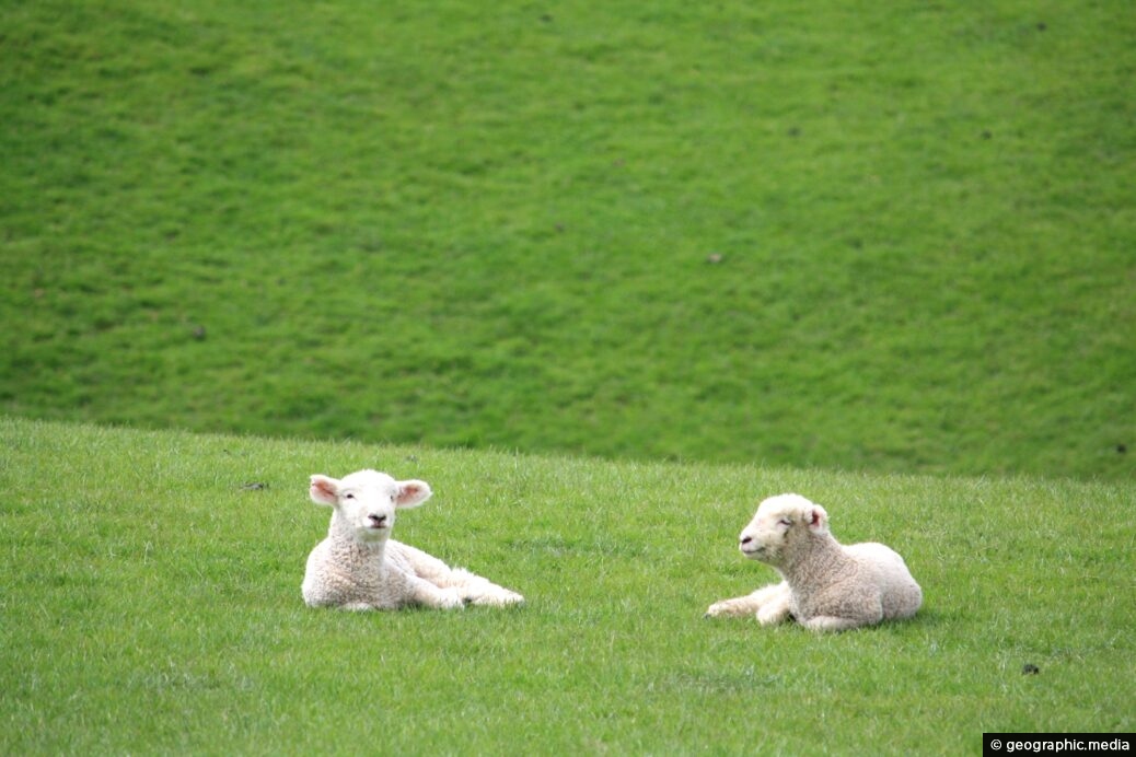 Two New Zealand Lambs