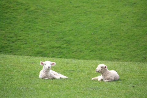Two New Zealand Lambs