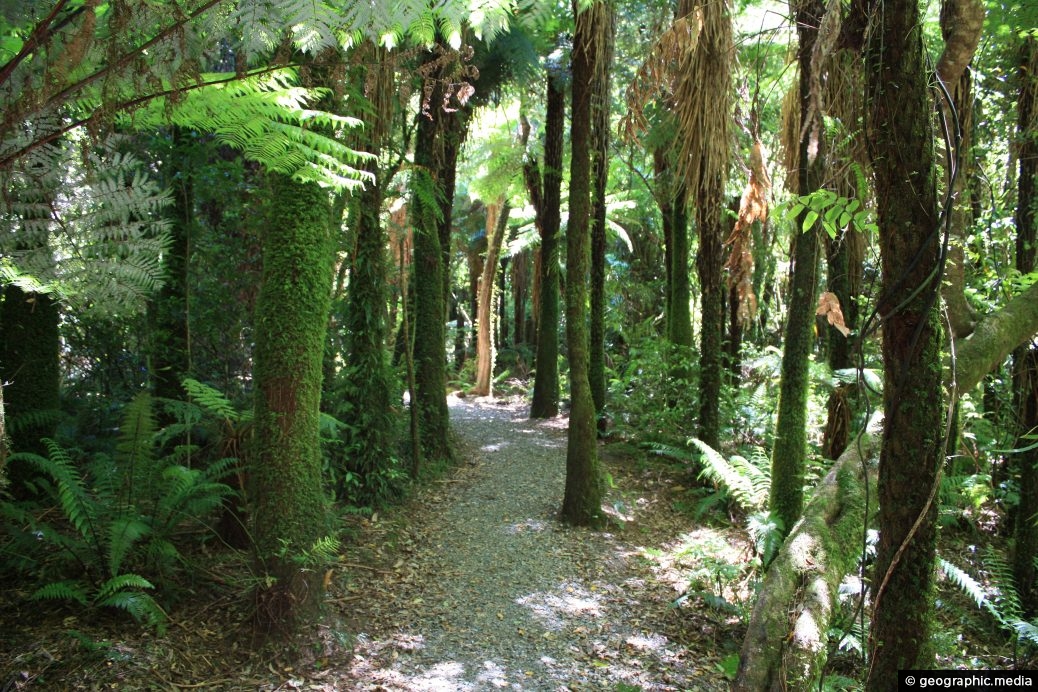 Rainforest Walk in Kaitoke Regional Park