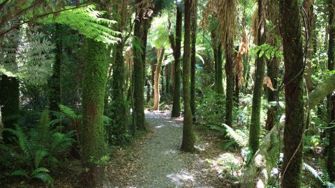 Rainforest Walk in Kaitoke Regional Park