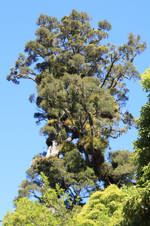 Giant Rata Tree in Kaitoke Regional Park
