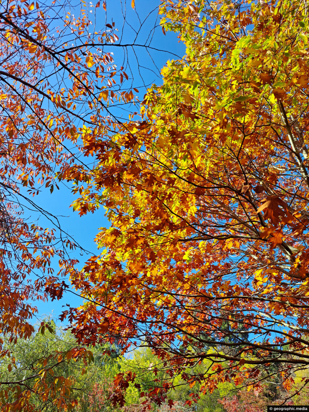 Colors of Fall in Upper Hutt