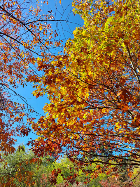 Colors of Fall in Upper Hutt