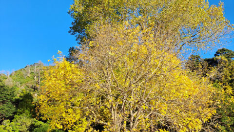 Golden Tree in Maidstone Park Upper Hutt