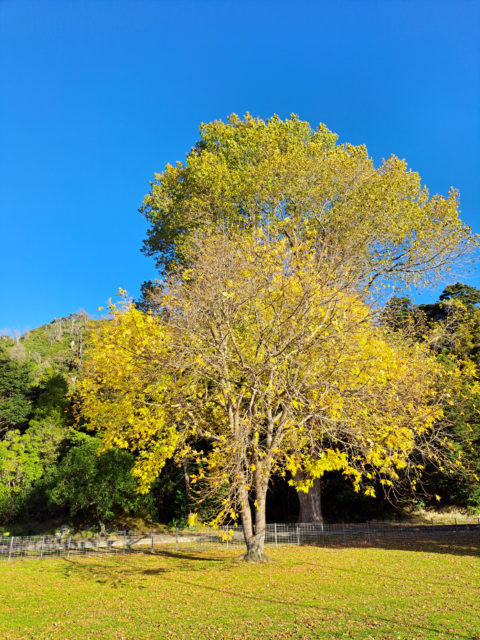 Golden Tree in Maidstone Park Upper Hutt