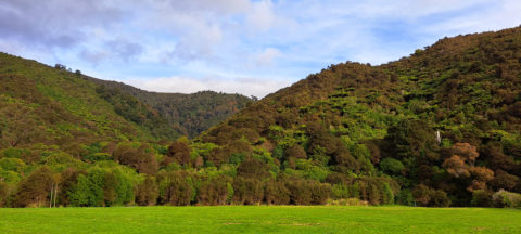 Remutaka Foothills in Wainuiomata