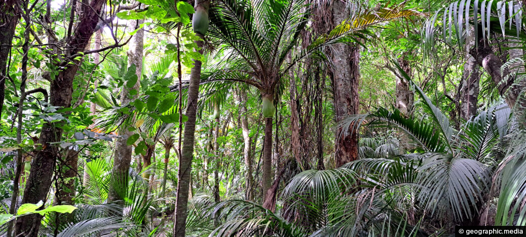 Nikau Palms Rainforest