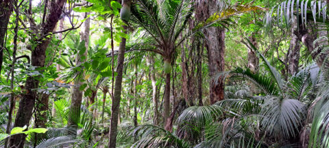 Nikau Palms Rainforest