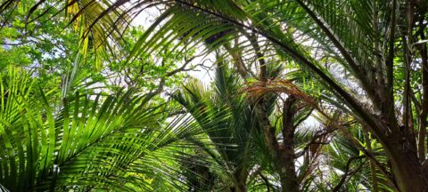 Nikau Palms Forest Canopy