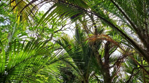 Nikau Palms Forest Canopy