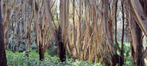 Eucalyptus Growing in Spice Park Porirua