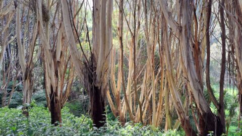 Eucalyptus Growing in Spice Park Porirua