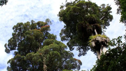 Rata Trees in the Tararua Range