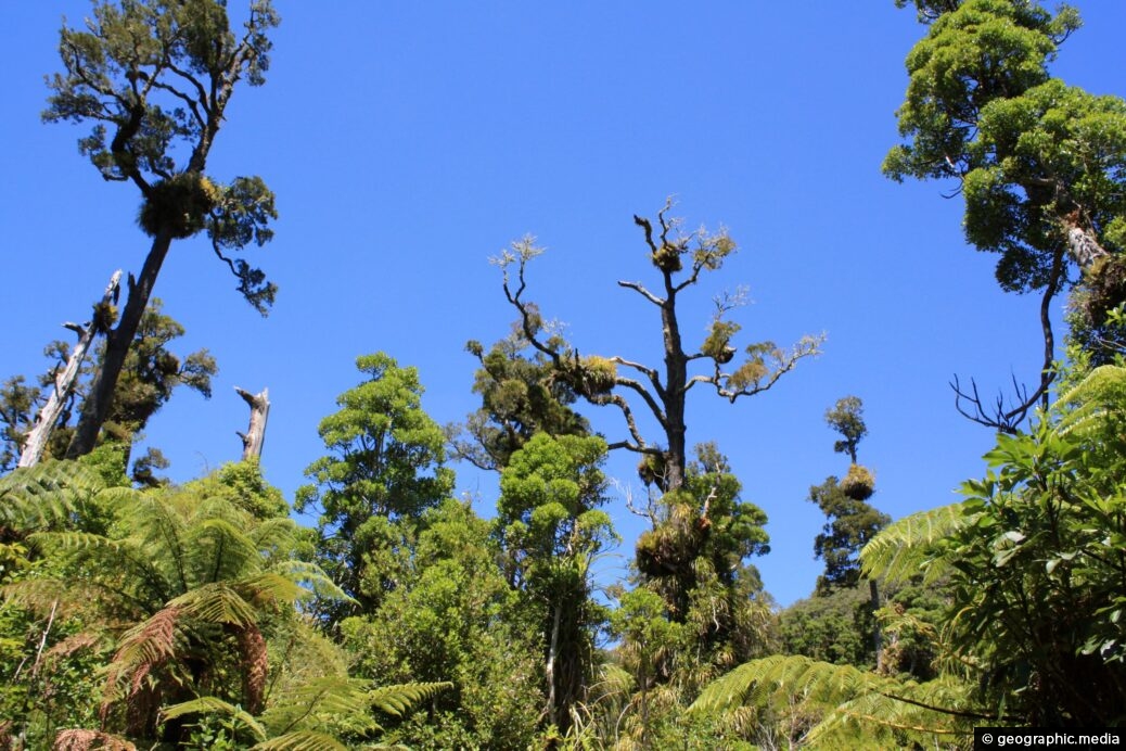 Mature Rain Forest Tararua