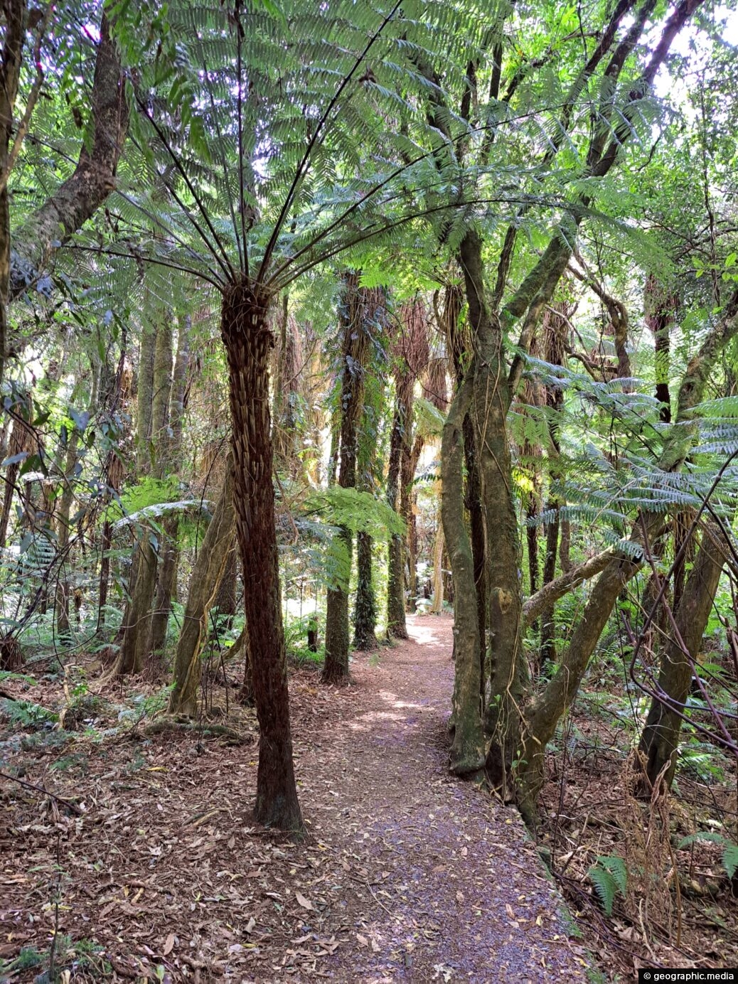 Fern Forest in Kaitoke