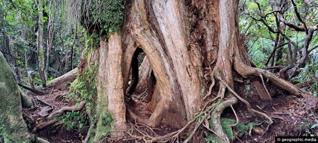 Giant Root System