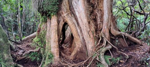 Giant Root System