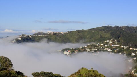 Wellington Fog