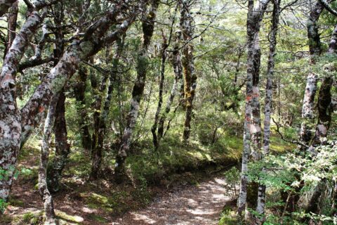Forest Walk on Ruapehu