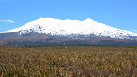 Mt Ruapehu & Tussock Field