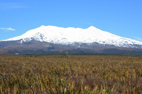 Mt Ruapehu & Tussock Field