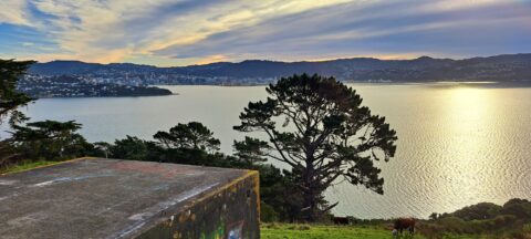 Wellington Harbour View