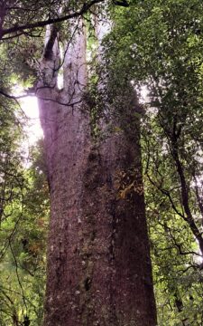 Huge Girth Tree