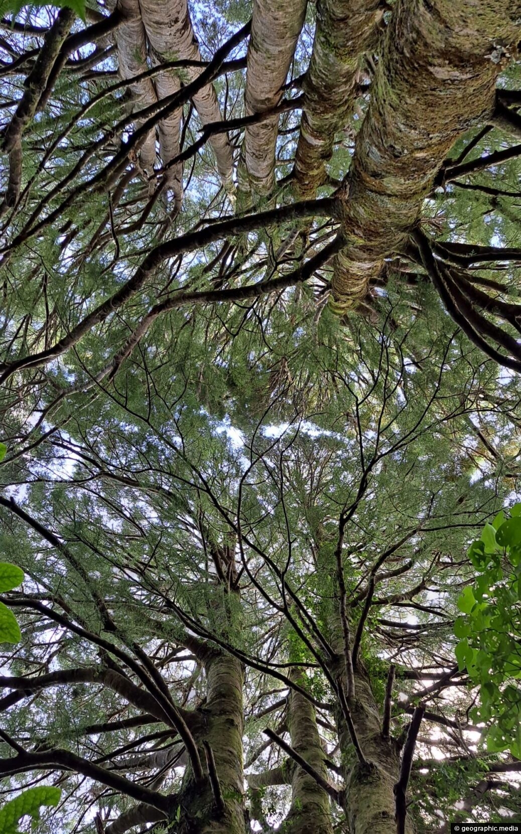 Kahikatea Canopy