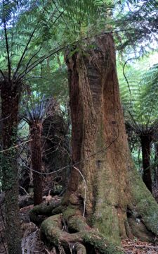 Giant Tree in Wainuiomata Regional Park