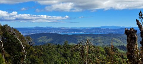View of Wellington from Wainuiomata Regional Park