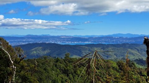 View of Wellington from Wainuiomata Regional Park