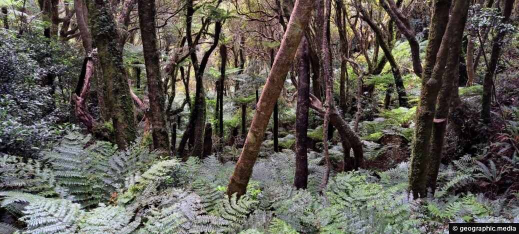Lush Forest in Skerretts Creek Valley