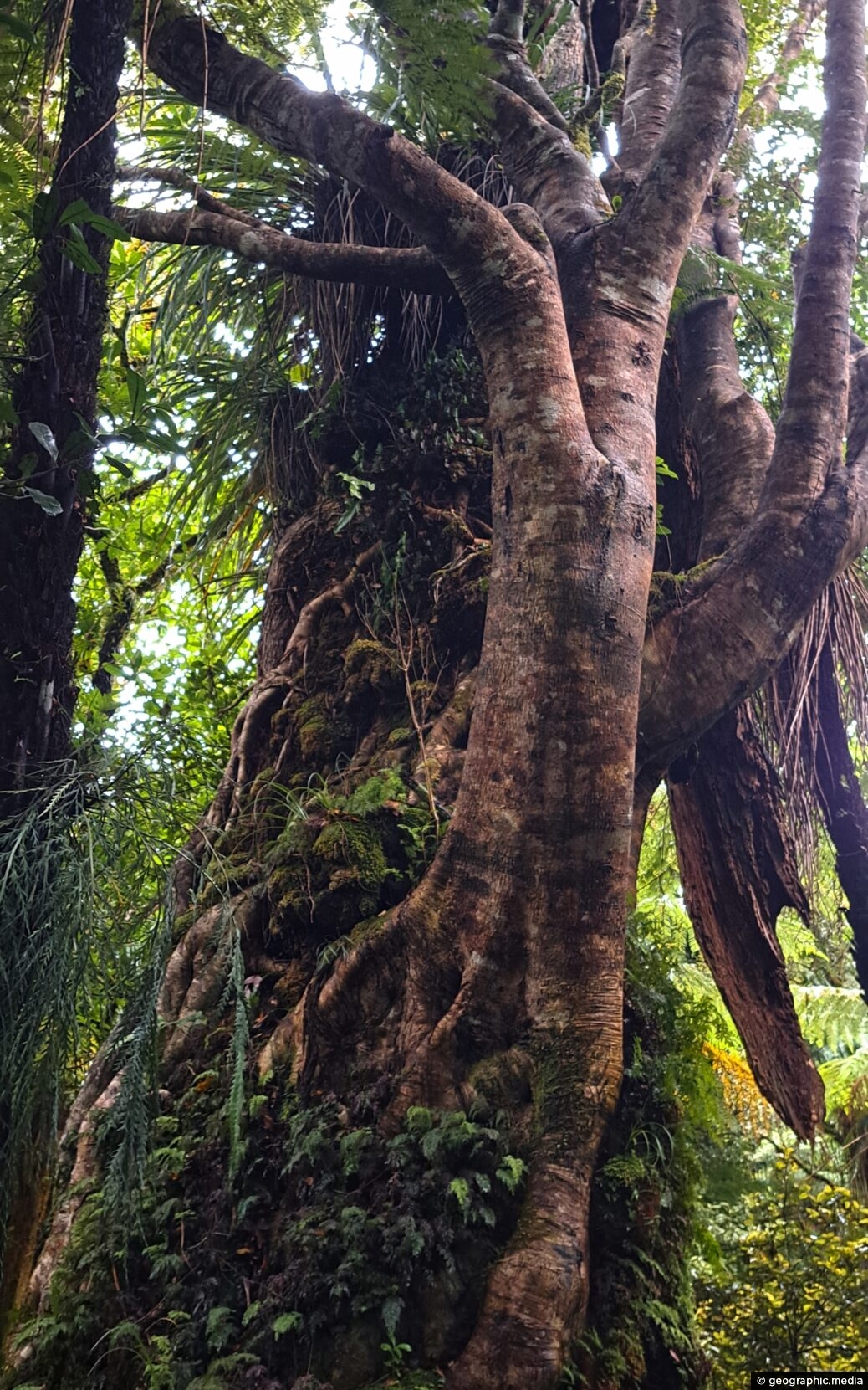 Old Tree Covered in Epiphytes