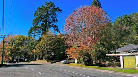 Autumn in Hine Road in Wainuiomata